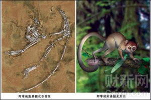 中国科学家发现人类远祖新物种：阿喀琉斯基猴