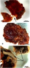 美研究人员首次发现7000万年前暴龙血管和细胞