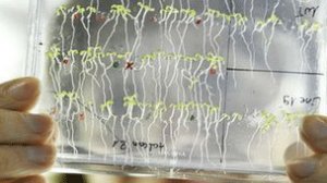 植物也有计算能力：研究称植物数学达初中水平