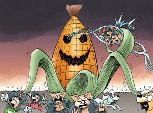 今年进口玉米或达720万吨，约八成为转基因