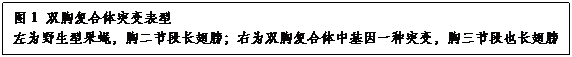 文本框:图1 双胸复合体突变表型左为野生型果蝇，胸二节段长翅膀；右为双胸复合体中基因一种突变，胸三节段也长翅膀