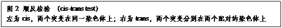 文本框:图2 顺反检验 （cis-trans test）左为cis，两个突变在同一染色体上；右为trans，两个突变分别在两个配对的染色体上