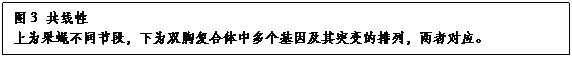 文本框:图3 共线性上为果蝇不同节段，下为双胸复合体中多个基因及其突变的排列，两者对应。