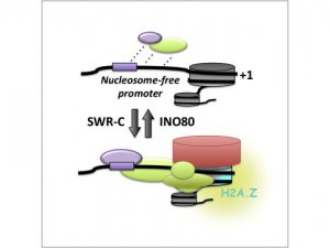 <b>Cell Nature：破解基因组奥秘</b>