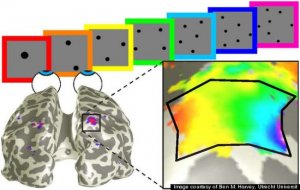 <b>人类大脑存神奇感知能力 数字分布图如生物算盘</b>