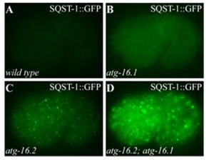 生物物理所发现线虫atg-16基因在细胞自噬中的作用机制