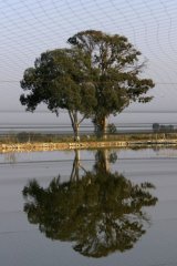 科学家发现考拉爱吃的树叶含黄金