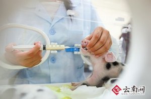 云南农大成功建立癌症小猪动物模型，助力癌症发生机制研究