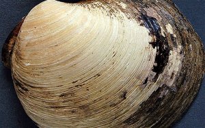 世界最古老生物寿命突破：507岁深海蛤蜊意外死亡