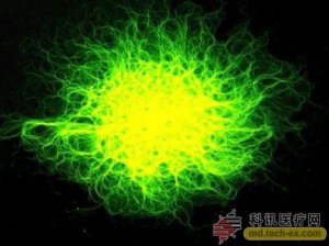 科学家发现神经细胞重生的线索