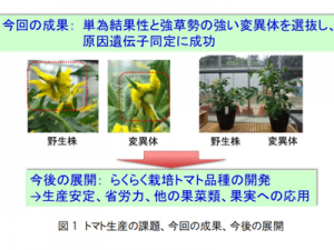 新品西红柿不授粉也能结出果实