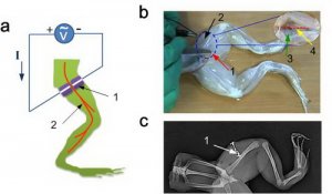 科学家提出植入式医疗电子在体3D打印成型技术