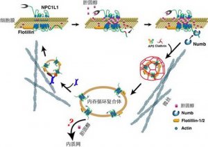 <b>生化与细胞所发现Numb蛋白可调控小肠胆固醇吸收</b>