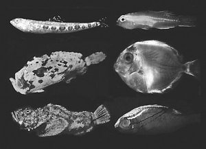 科学家首次证明生物荧光普遍存在于动物界
