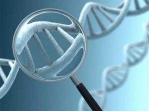 <b>DNA自动鉴别生物软件对伪食材说“不”</b>