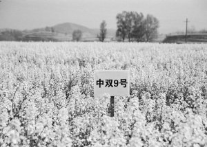 中双9号连续9年居优质常规油菜种植面积首位