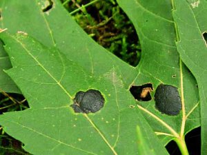 研究人员确定导致植物“叶化病”的致病基因