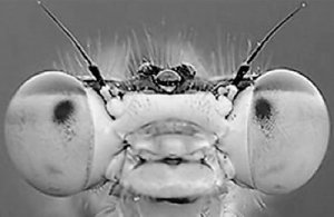 科学家首次证实蜻蜓也有嗅觉