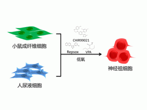 生化与细胞所科研人员利用化合物鸡尾酒法诱导神经祖细胞的产生