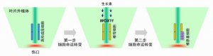 上海生科院揭示植物根从头再生的机制