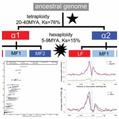 我科学家破解植物多倍化进化之谜