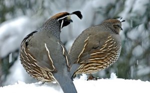 美国研究发现鸡和鹌鹑致人感染H7N9