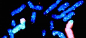 科学家们合成了第一个真核生物染色体