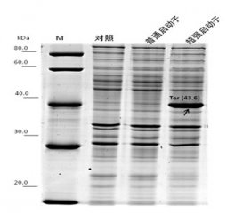 <b>微生物所利用二氧化碳生产蛋白质研究获进展</b>