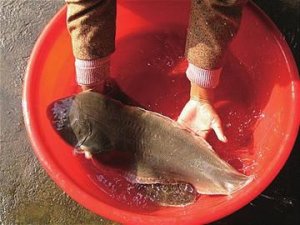 <b>基因法养“富贵鱼” 年增收上亿元</b>