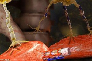 新技术通过液态金属修复被切断生物神经