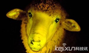 结合发光水母基因 科学家培育出夜光绵羊