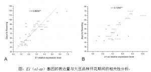 东北地理所明确我国大豆主要生育期的优势基因型组合