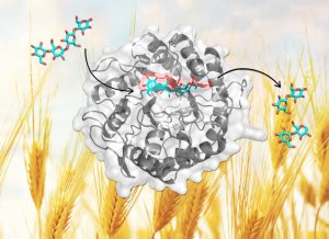 天津工生所等β-甘露聚糖酶结构解析研究取得进展