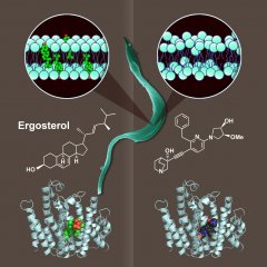 天津工生所角鲨烯合成酶抑制剂结构解析研究获进展