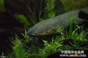 科学家揭晓电鳗神秘放电能力的进化之谜