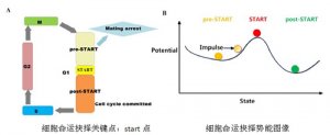 武汉物数所细胞命运抉择随机调控机制获初步进展