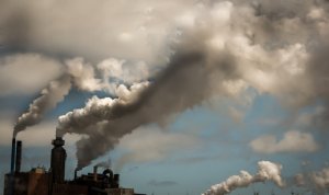 英国研究发现生物体可对空气污染物进行去毒化