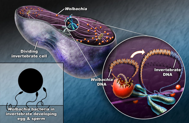 genetransfer_h.jpg