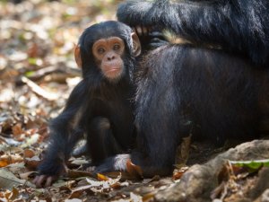 黑猩猩的社会接触