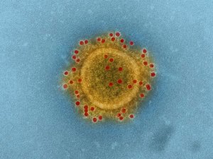 美国亟须澄清危险病毒研究中断范围