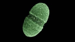 2015年：微生物组研究的突破之年