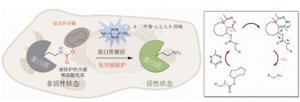我国学者在活细胞内的生物正交反应研究取得进展