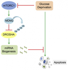 Molecular cell：华人科学家发现mTOR抑制miRNA合成新机制