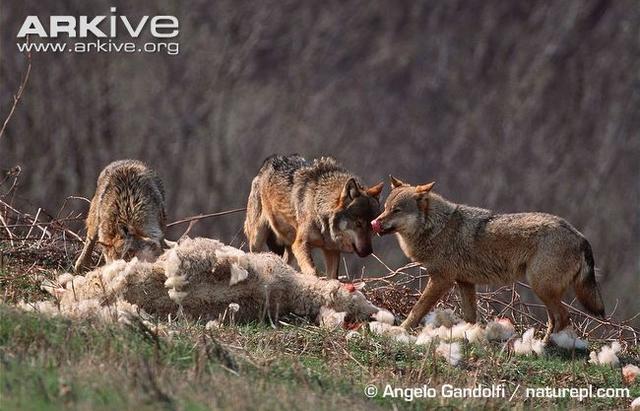 Pack-of-Eurasian-wolves-feeding-on-domestic-sheep-carcass.jpg