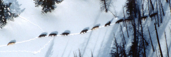 Wolf_pack_in_Yellowstone_NP.jpg