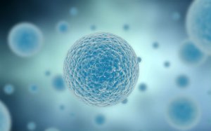 Science：细胞分化的通用规则