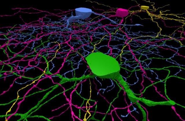 想探索人类大脑奥秘？玩这个游戏就行