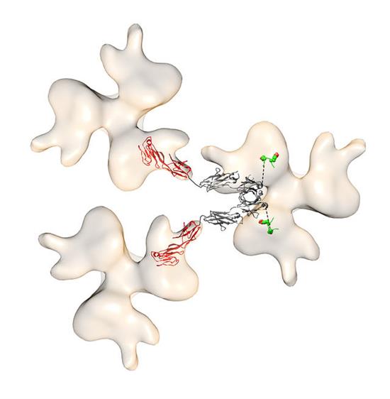 farzan_hiv_bridge.jpg