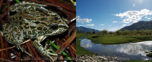 昆明动物所等破译首个“现代蛙类”——高山倭蛙的基因组