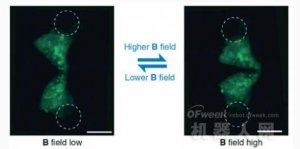 科学家3D打印微型机器人在人体内“搞运输”
